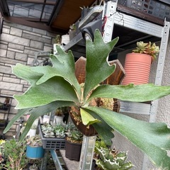 ビカクシダ　ネザーランド　板付け　コウモリラン