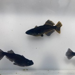 カイジ メダカの稚魚20匹の画像
