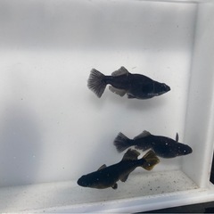 カイジ メダカの稚魚20匹の画像