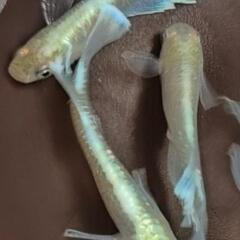 メダカ　色々