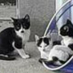 【至急】里親募集未定3匹