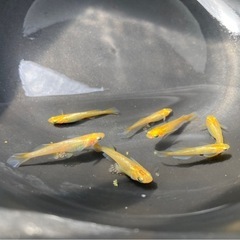 レモンスカッシュ メダカの稚魚20匹の画像