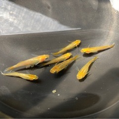 レモンスカッシュ メダカの稚魚20匹の画像