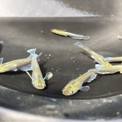 マリアージュキッシングワイドフィン メダカの稚魚10匹の画像