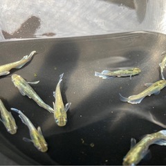 マリアージュキッシングワイドフィン メダカの稚魚10匹