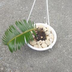 観葉植物　　ソテツ