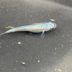 ネプチューン メダカの稚魚15匹の画像