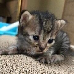 里親募集　元気な子猫