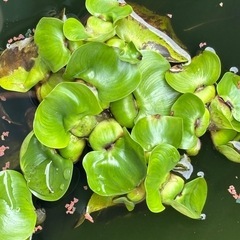ホテイアオイ草(無農薬)あげます。差し上げます。
