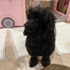 トイプードル🐶のパトラちゃん❤️