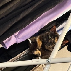 4歳サビ猫女の子( ơ ᴗ ơ )