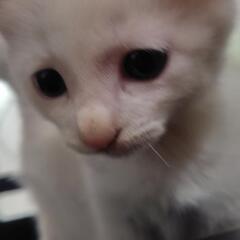 子猫オス３匹