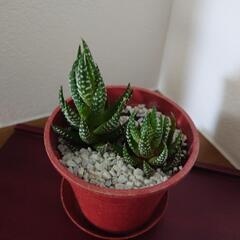 🌵【多肉植物】ハオルチア・十二の爪／ぷっくりかわいい、育てやすい🌿