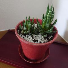 🌵【多肉植物】ハオルチア・十二の爪／ぷっくりかわいい、育てやすい🌿の画像