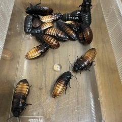 マダガスカルゴキブリ　ポルテントーサ　成虫18匹　
