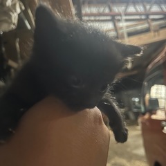 仔猫の里親募集