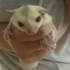 🔴フクロモモンガ⭕️クリミノhetプラチナ♀