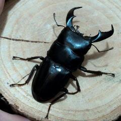 決まりました！　アマミヒラタクワガタ♂♀ペア②