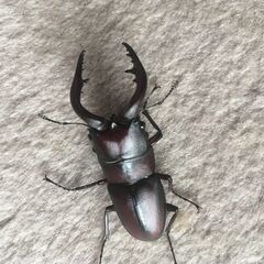 ノコギリクワガタ ペア