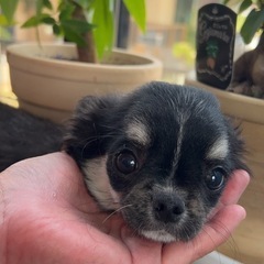 お値下げ中❣️崩れ期突入🤭可愛すぎるチワワ兄妹です🐶🐶🐶 - ペット