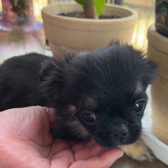 お値下げ中❣️崩れ期突入🤭可愛すぎるチワワ兄妹です🐶🐶🐶 - 宇部市