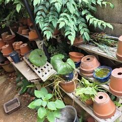 瀬戸物植木鉢　欲しいだけ