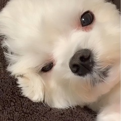 8歳マルチーズ♂ 犬友募集♡