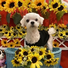 8歳マルチーズ♂ 犬友募集♡ - 友達