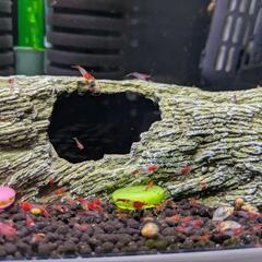 レッドルリーシュリンプ