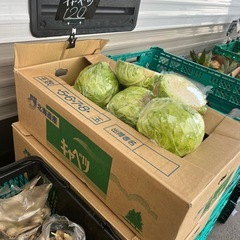 北海道産キャベツ