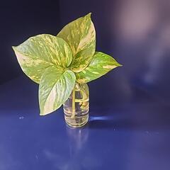 観葉植物ポトス