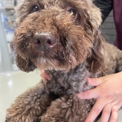 トイプードル🐶ハートちゃん❤️