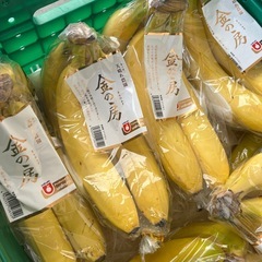 プレミアムな金の房バナナ