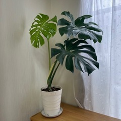 モンステラ