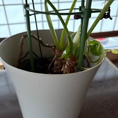 観葉植物の画像