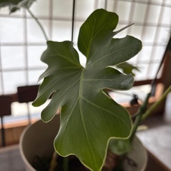 観葉植物の画像