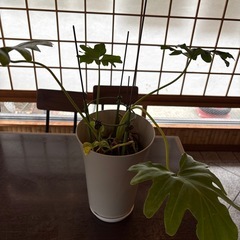 観葉植物