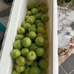 【南高梅】自家栽培、無農薬 南高梅  1kg