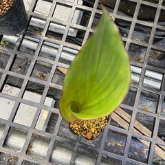 黒ウコン苗の画像