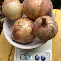 新玉ねぎ500g(4個〜)