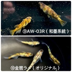 ★選べる卵セット★1000円均一（郵送販売も可）の画像