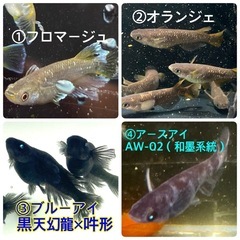 （郵送販売も可）高級品種の卵ALL1000円均一