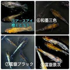 ★選べる卵セット★1000円均一（郵送販売も可）の画像