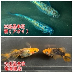 ★選べる卵セット★1000円均一（郵送販売も可）の画像