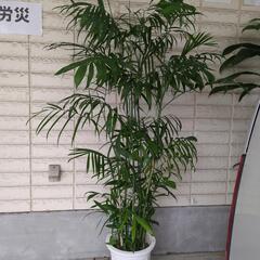 チャメドレア　高さ180センチ　大型観葉植物