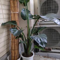 2メートル以上ある　オーガスタ　大型観葉植物