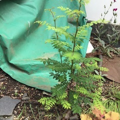 山椒の木