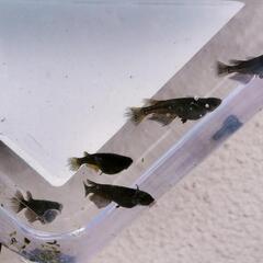 メダカ　サタン黄ヒレ5匹　2024年生　ヒレ伸び始め　産卵中