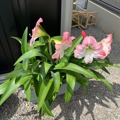 球根付きの花まとめて　　