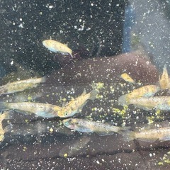 メダカ　金閣普通目　幼魚　1匹〜